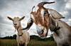 two goats