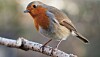 European_Robin