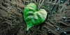 A green leaf on a circuit board