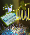 Shuai Fu and his colleagues have built the first artificial neurons that can interface directly with living one. Image: Jun Yao