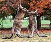 kangaroo