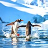 penguin