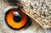 ab chronosphere owl eye