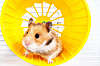 mouse_treadmill