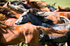 Horses stampede, image via Shutterstock