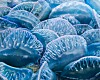 ab man o war jellyfish physalia