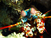 mantis_shrimp