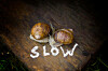 Couple of slow-coach snails