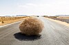 tumbleweed