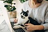home cat