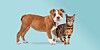 Cat and dog together