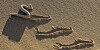 Sidewinder snake and tracks
