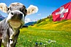 swiss