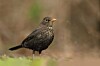 GitHub replaces code search engine with Rust-based Blackbird