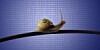 Snail on ethernet cable