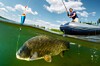 angler
