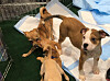 Puppies at RSA