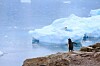 lone gentoo penguin, astray