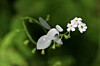 I'll bee back: Boffin's bionic bug Band-Aid after real ones all die