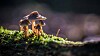 mushrooms