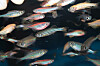 Forget Finding Nemo: This AI can identify a single zebrafish out of a ...
