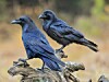Corvus corax - common raven