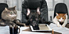 office being run by pets