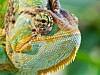 Chameleon