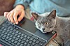 VA hospital's IT snafu blamed on cat's keyboard surfing