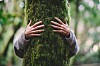 Someone hugging a tree
