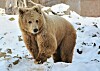 Confused bear in snow