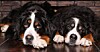 Bernese Mountain dogs