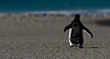 gentoo penguin walks away