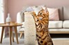 Bengal cat