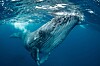 Is it possible to save the whales with AI?