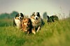 Shepherd dogs running in a field
