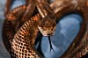 snake