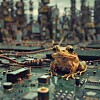 frog