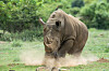 rhino