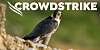 Crowdstrike logo over a falcon