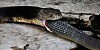 Snake eating tail