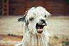 ALPACA gnaws through TLS protection to snarf cookies and steal data