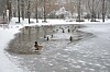 ducks on a frozen lake