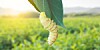 Silkworm