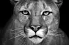 A puma