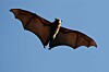 An endangered Indiana bat, found in various parts of the US