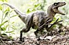shutterstock Velociraptor
