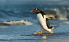 penguin