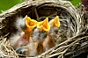 Three hungry baby Robins in a nest