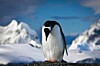 Sad penguin photo via Shutterstock